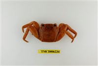 藏品(白紋方蟹)的圖片